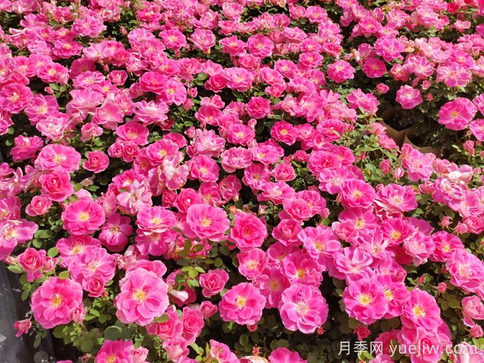 园林绿化带要选择什么月季品种？(图1)