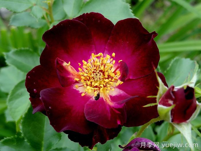 66号公路月季(图2)