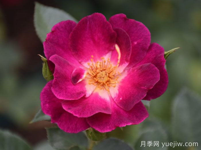 66号公路月季(图3)