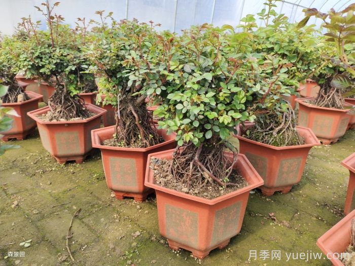 靠电商直播能拯救月季苗圃吗？(图1)