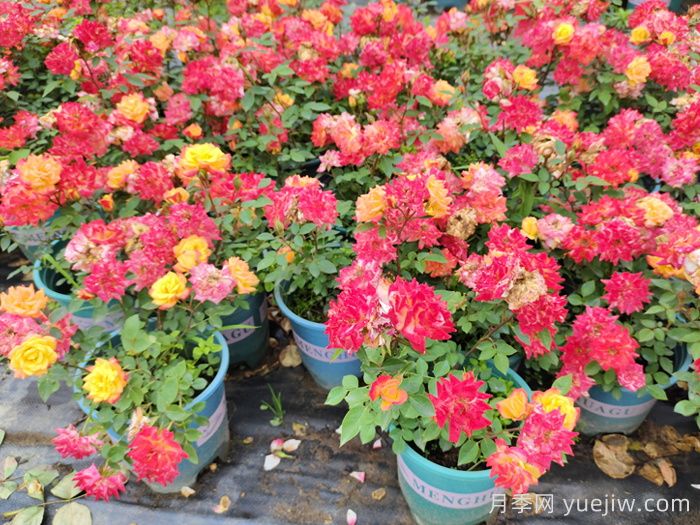 月季花肥如何选择?花多多2号和磷酸二氢钾的区别(图3) 月季花肥如何选择?花多多2号和磷酸二氢钾的区别(图3)