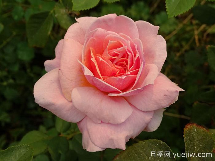 娜芙蒂蒂王后月季(图2)