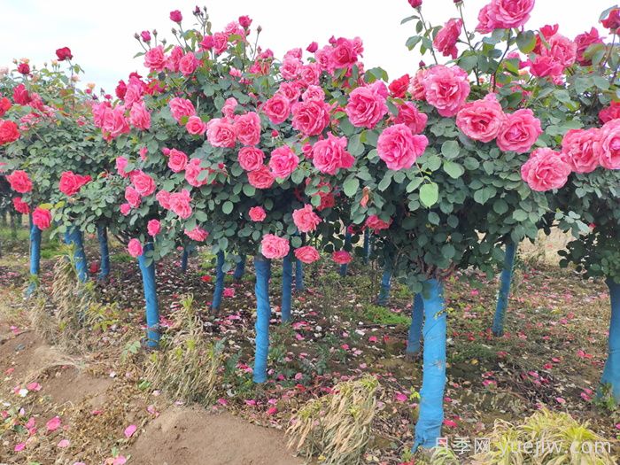 月季花为什么越开越小?(图3) 月季花为什么越开越小?(图3)