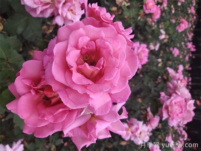 月季的花期大约多少天?(图1)