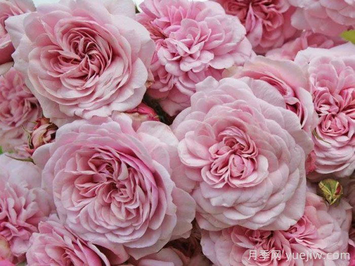 甜蜜古董月季/甜蜜安提克(图1)