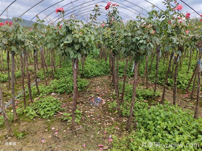 秋天养月季常见的问题、应对措施及养护办法(图3)