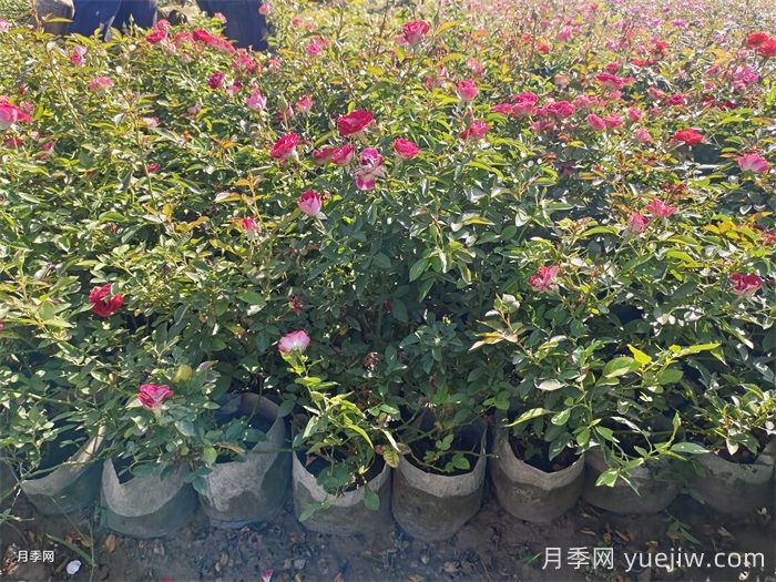 秋天养月季常见的问题、应对措施及养护办法(图4)