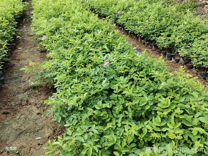 永登县苦水镇万亩玫瑰产业灿烂绽放(图1)