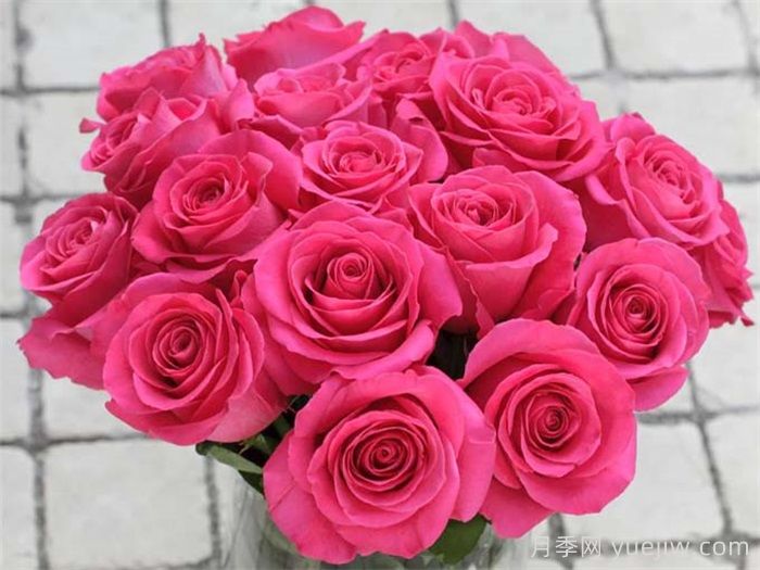 9种带香味的月季分享(图4)