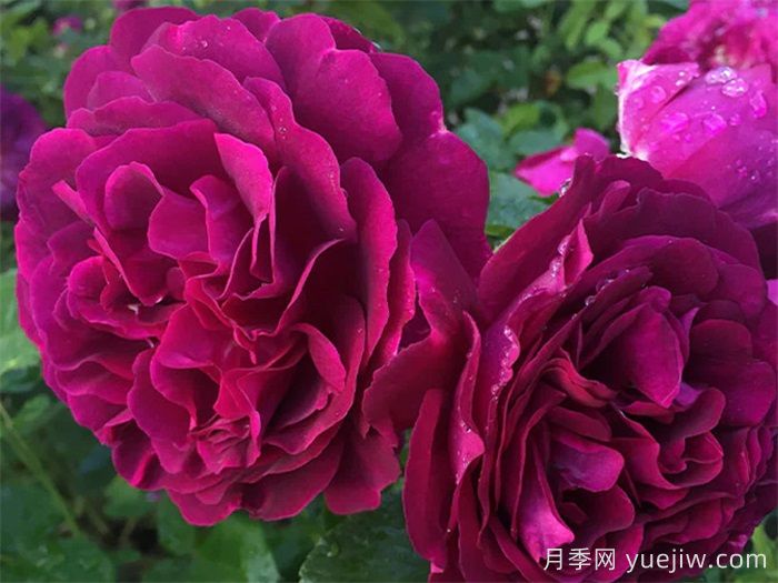 9种带香味的月季分享(图6)