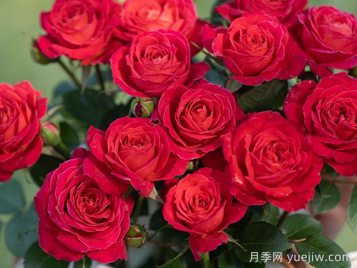 绛桃春月季(图1)