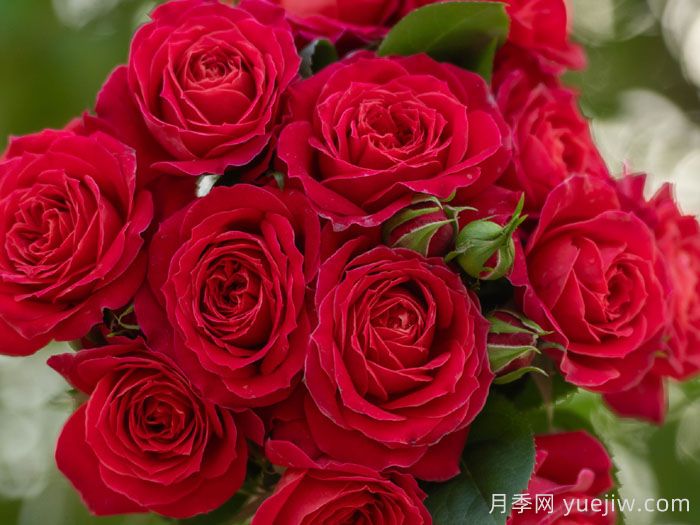 绛桃春月季(图2)