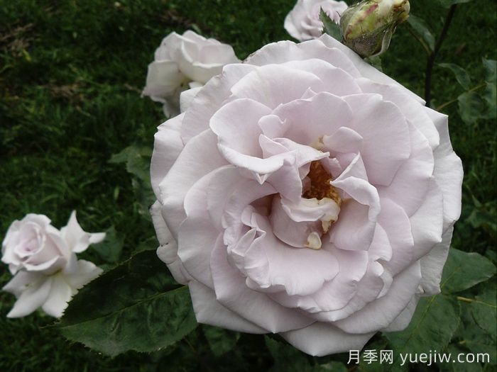 不锈钢月季(图2)