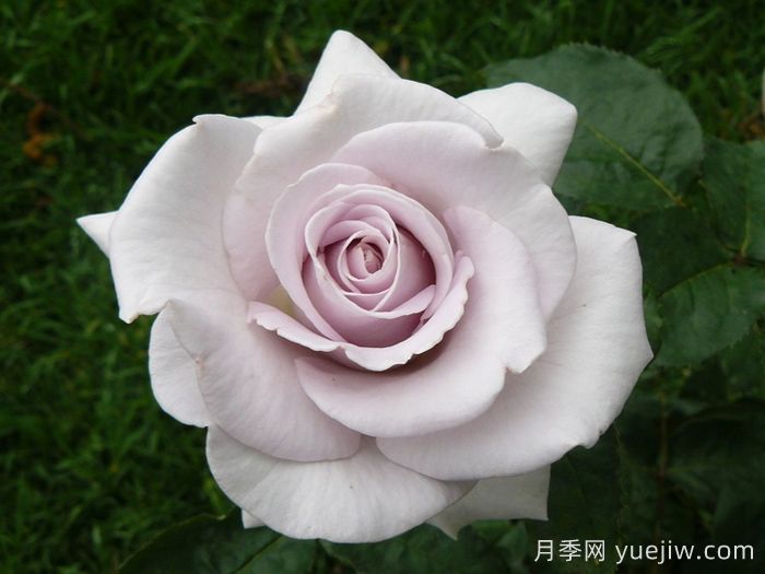 不锈钢月季(图1)