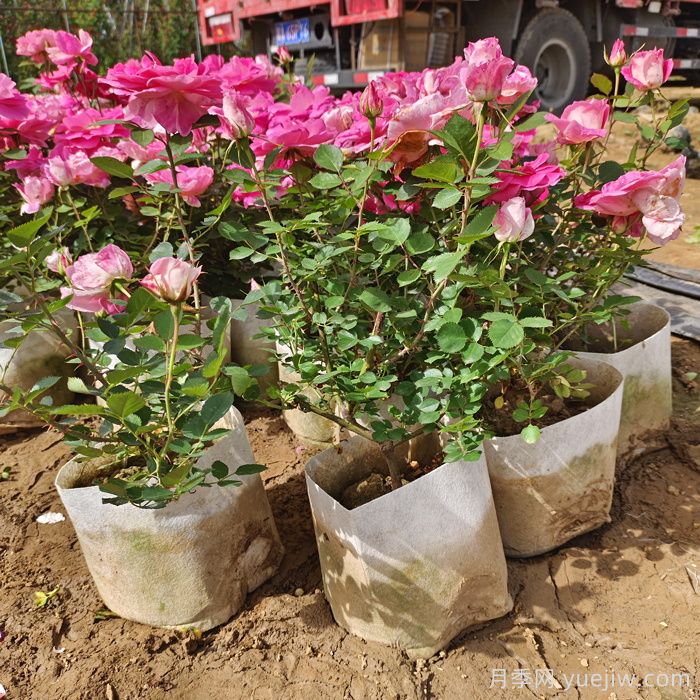 花箱种植月季有什么要求？(图1)