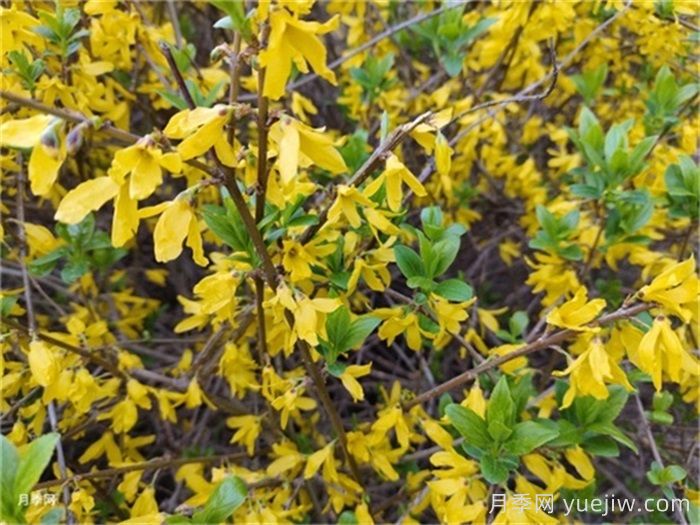 迎春花和连翘的区别？(图2)